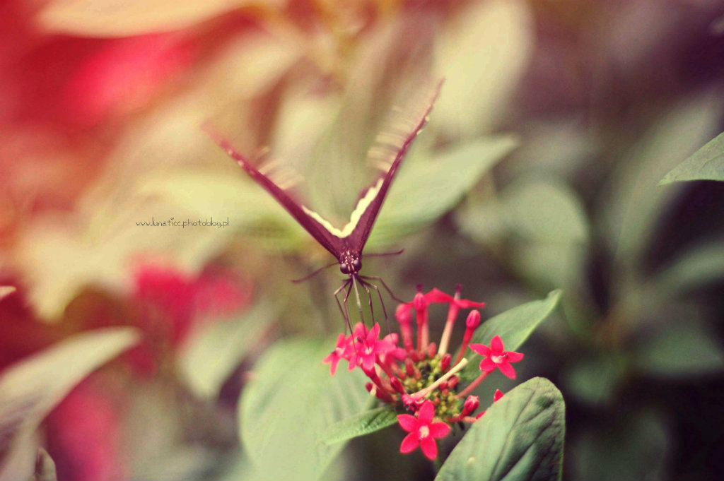 Butterfly VII