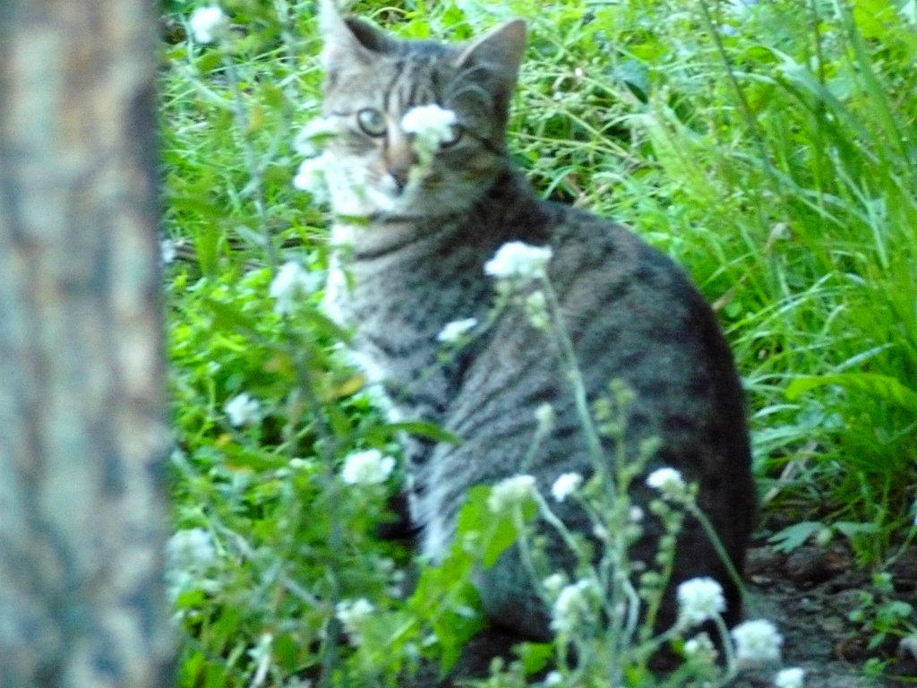 kiciu 