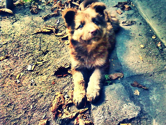 Fadooo ; - * ; - * ; - * 