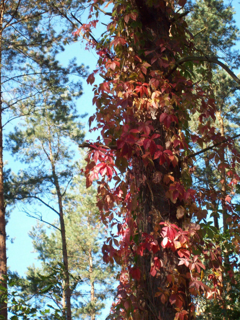 Autumn