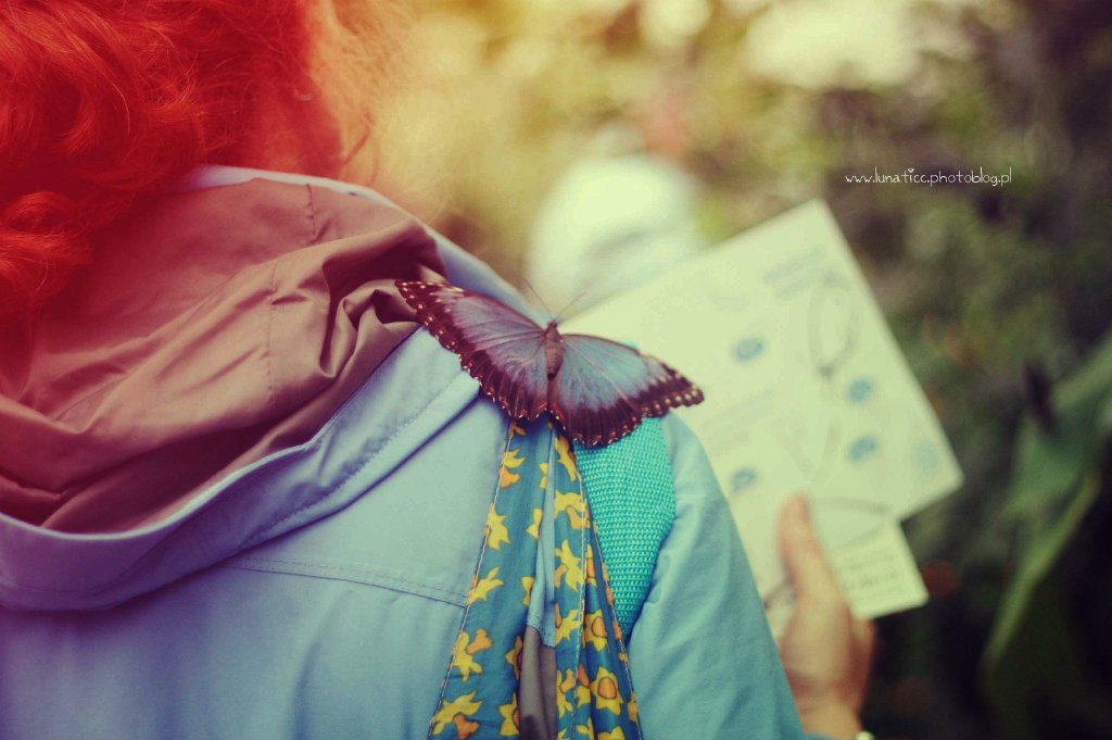  Butterfly VIII