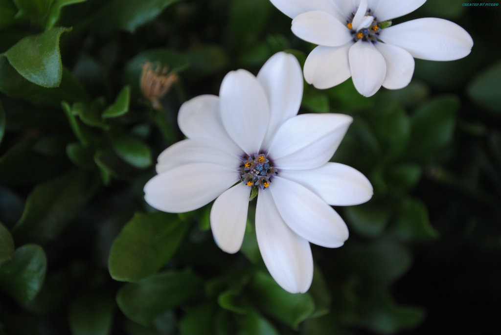Makro margaretka