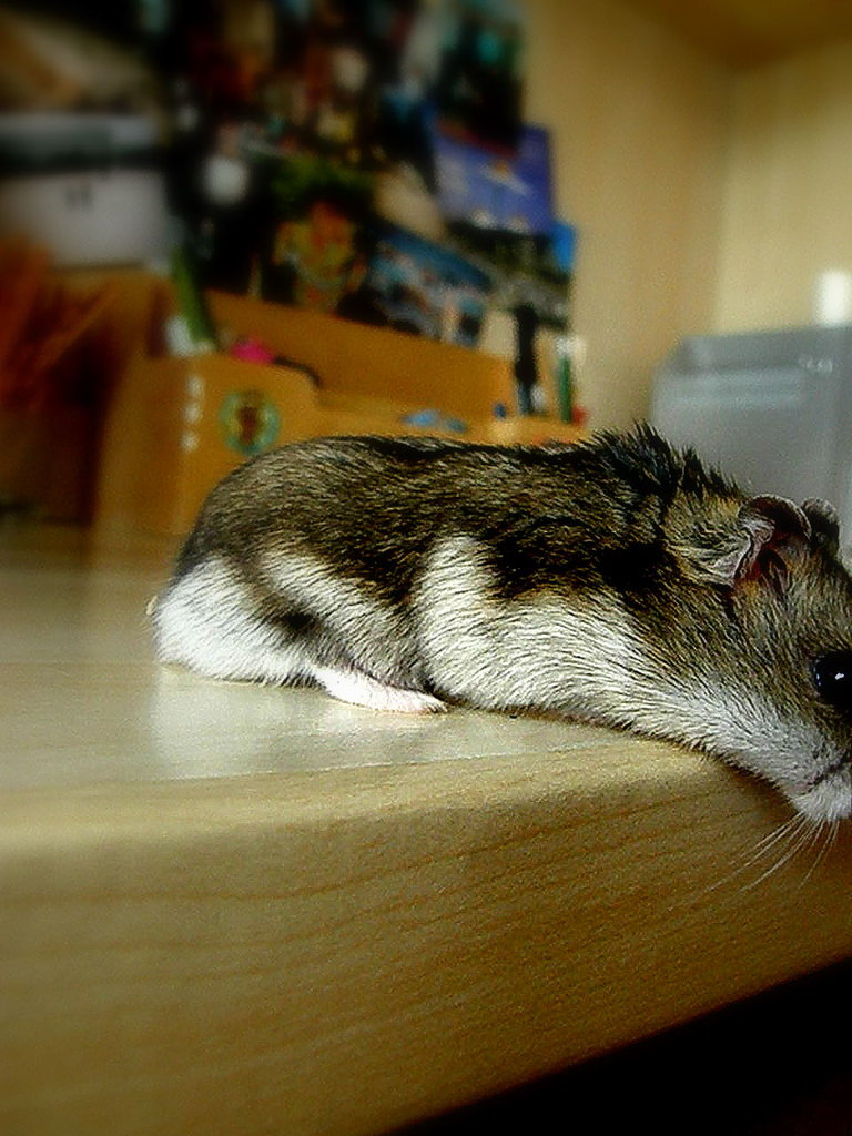 Szarikk ;p