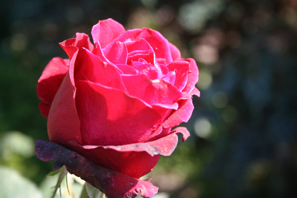 rose.