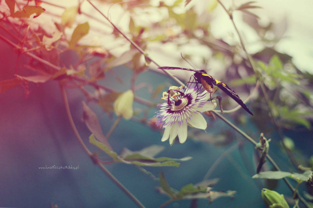  Butterfly IX