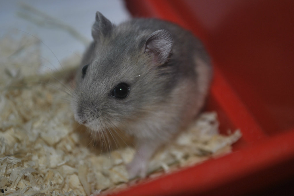 mania moja 