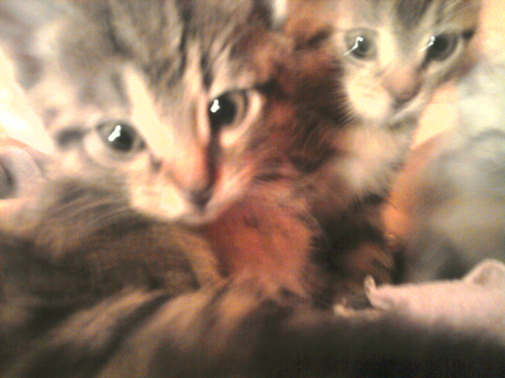 kotki ;*