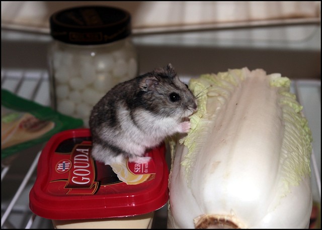 Chomysz