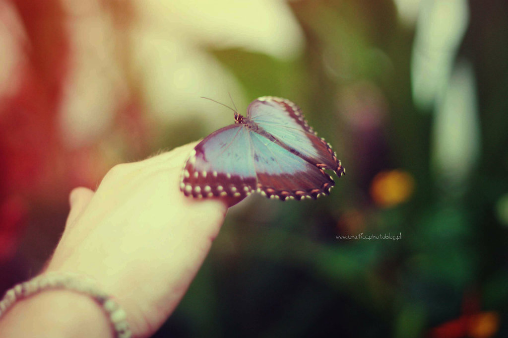 Butterfly X