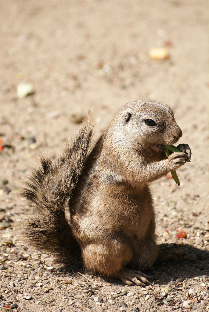 ZOO w Dvr Krlov