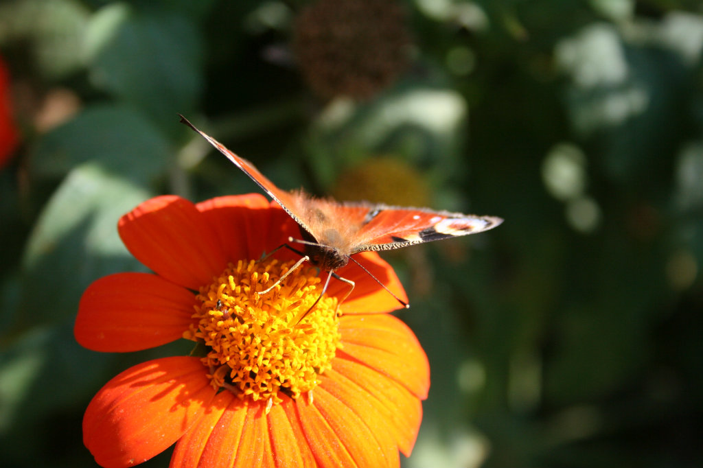 butterfly.