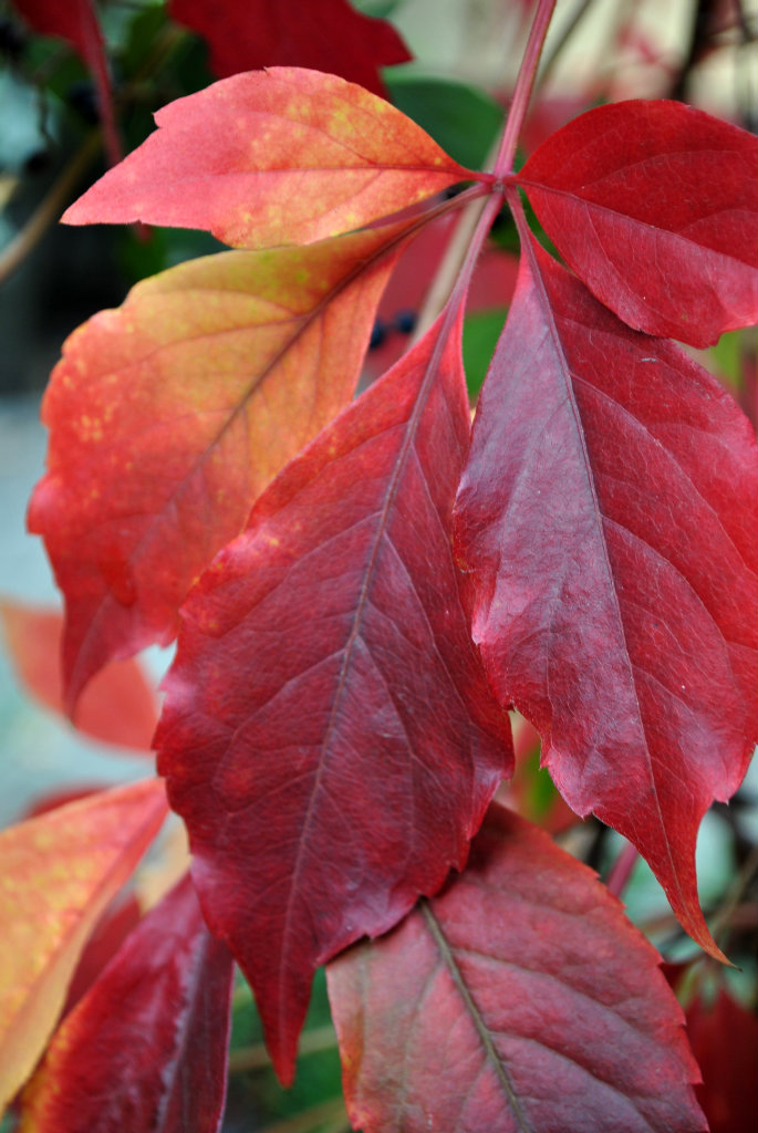 autumn
