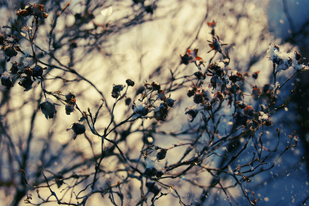 tangled