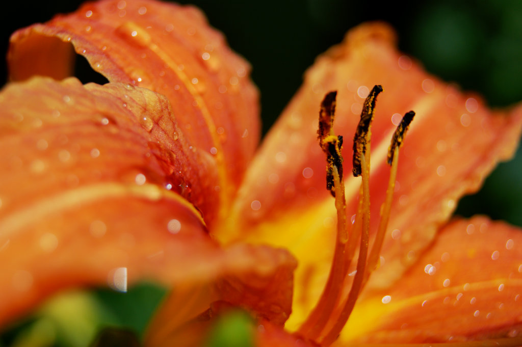 drops