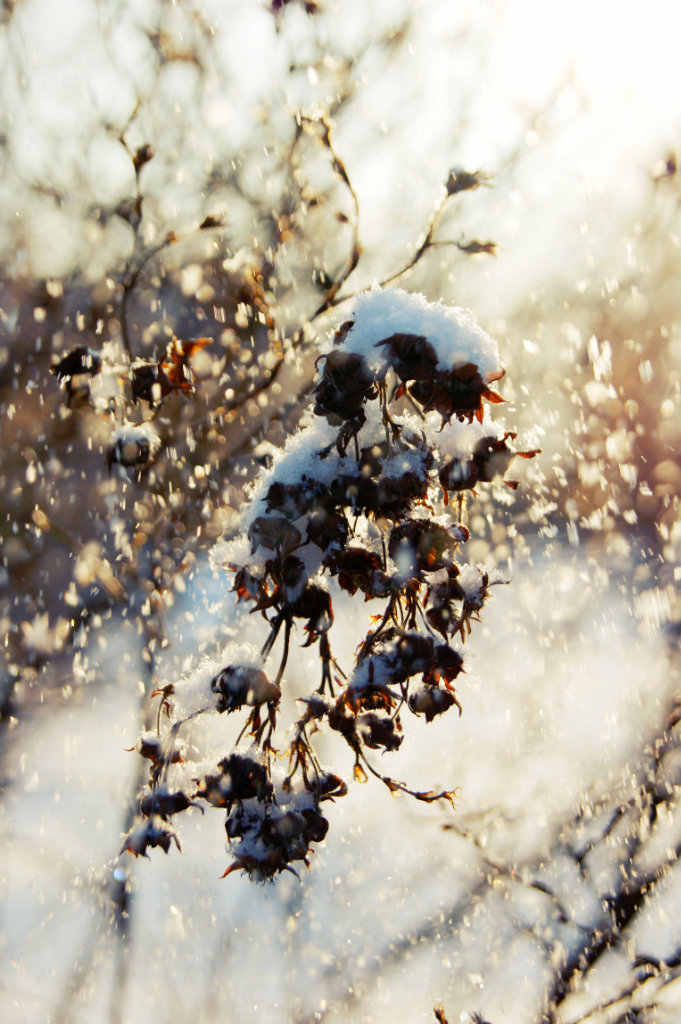 snow, hey oh