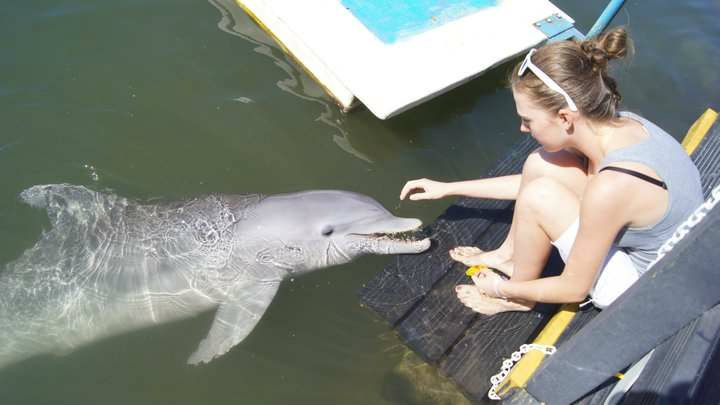 Delfin!