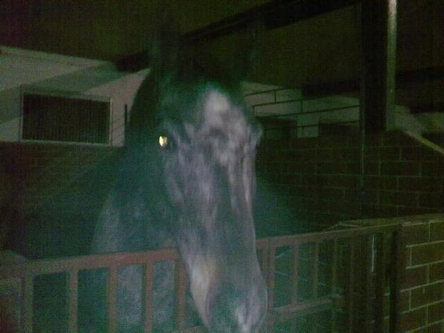 Lady