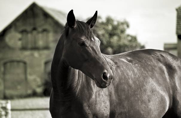 Lady