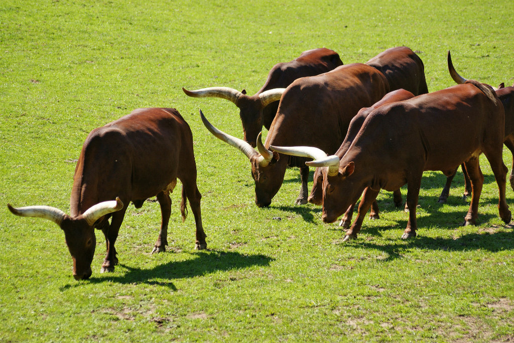 Safari Zoo