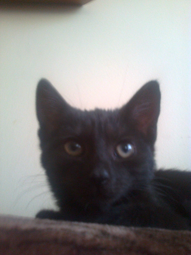 Kicia