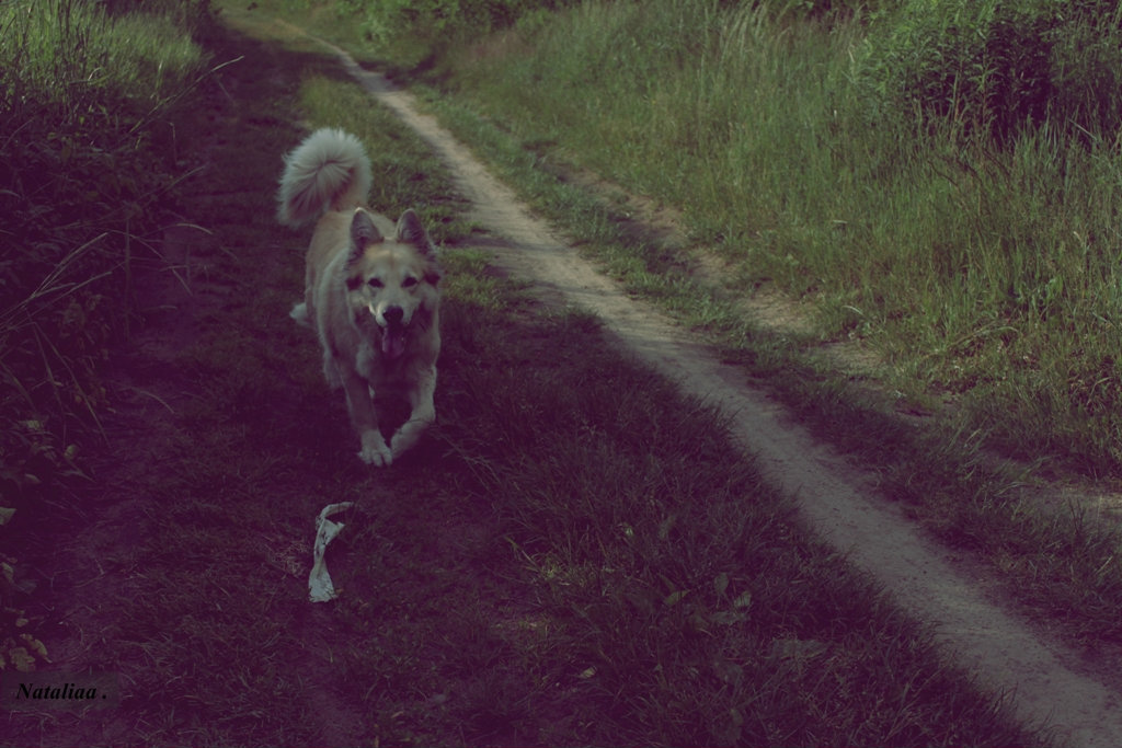 piesek  : * >
