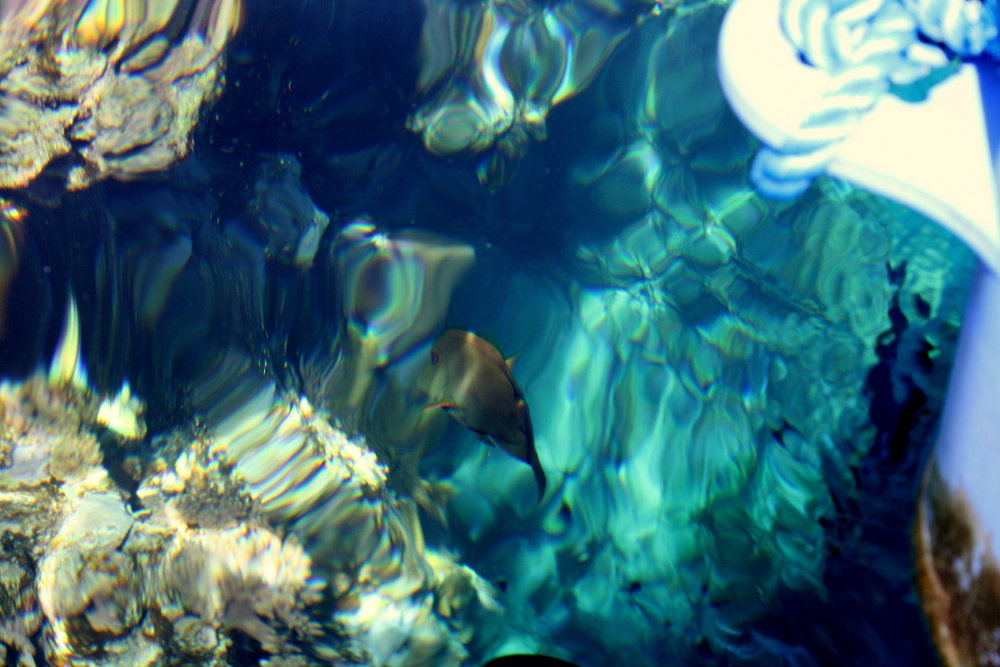 rybkowe