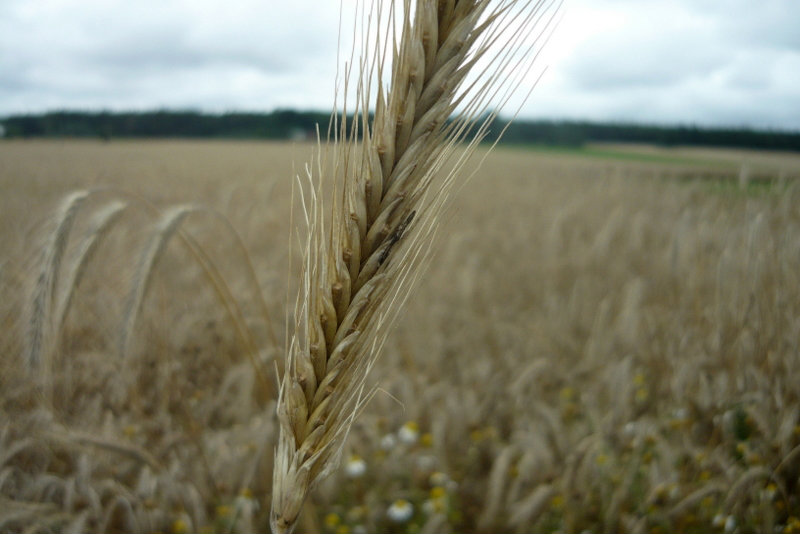 lato.