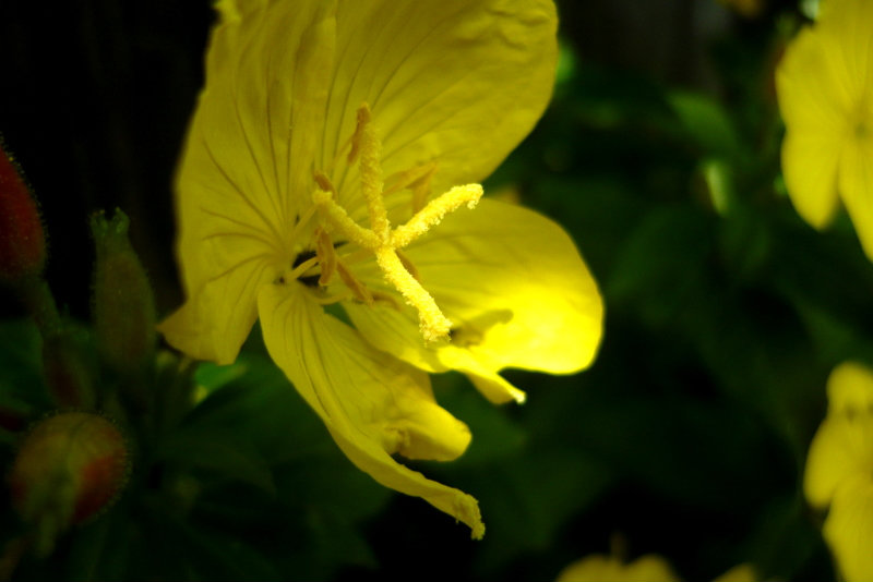 yellow. 