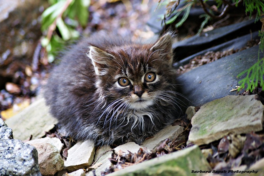 The cat