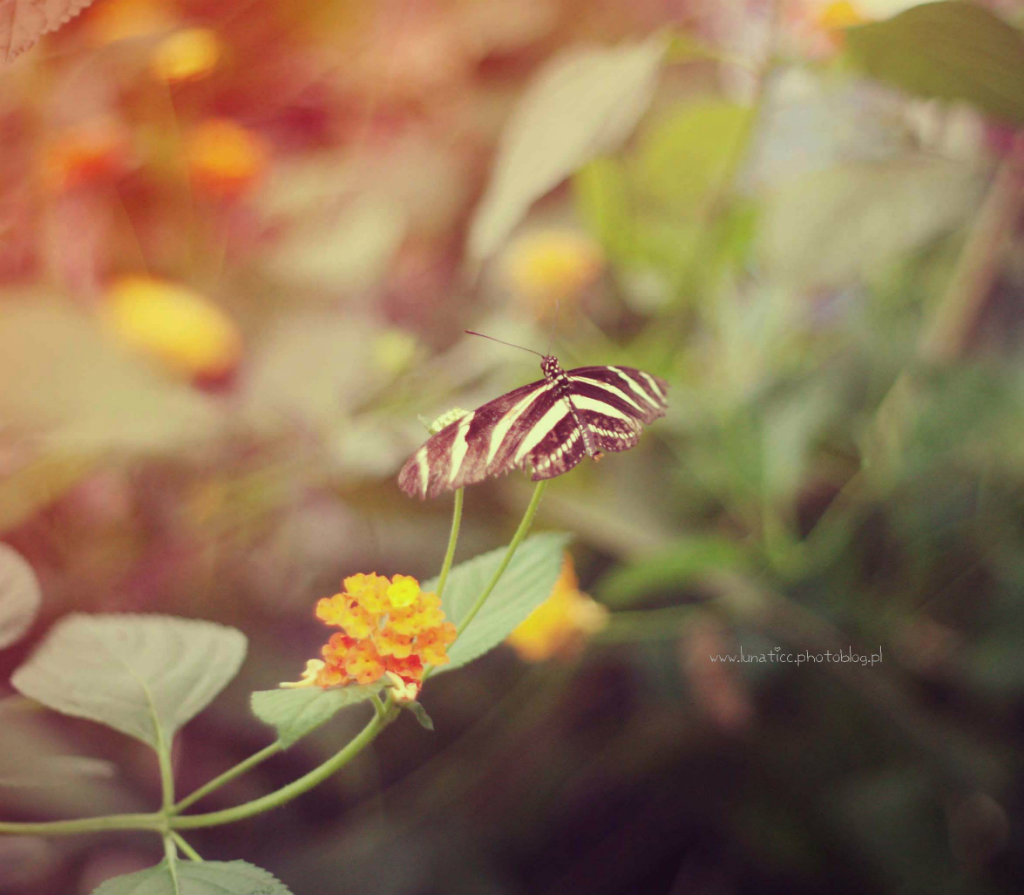 Butterfly XI