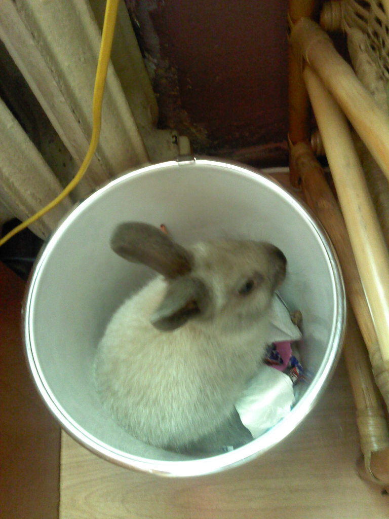 Niku. ;*