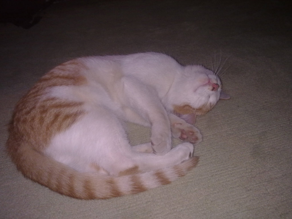 kot