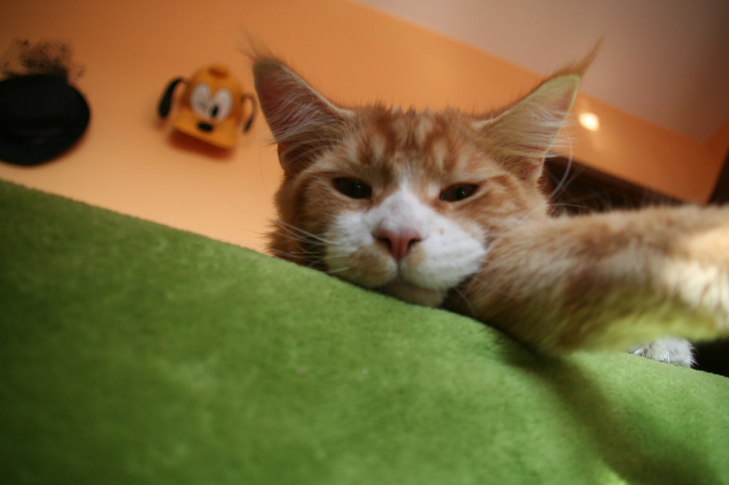Axl ; *