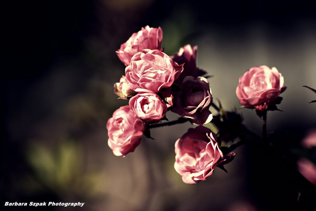 The flower