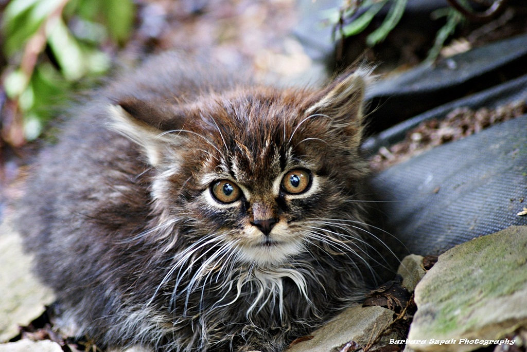 The cat