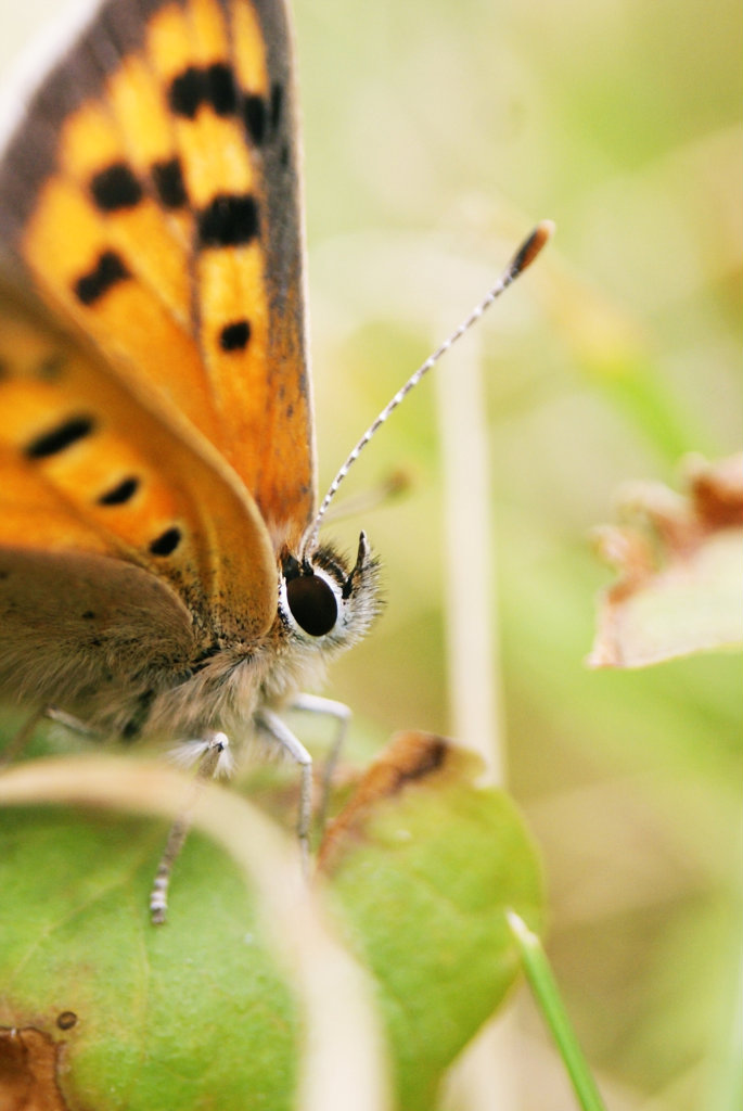 motyl