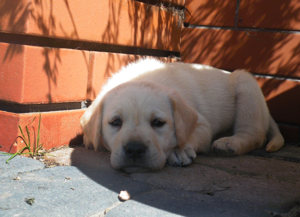 Labrador ;D