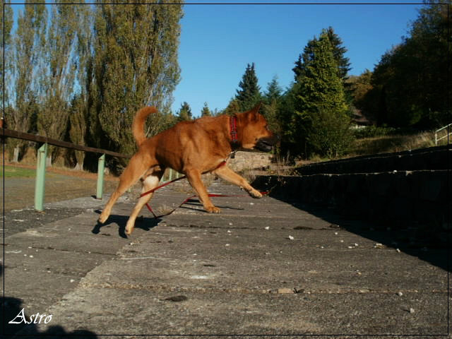 Hop
