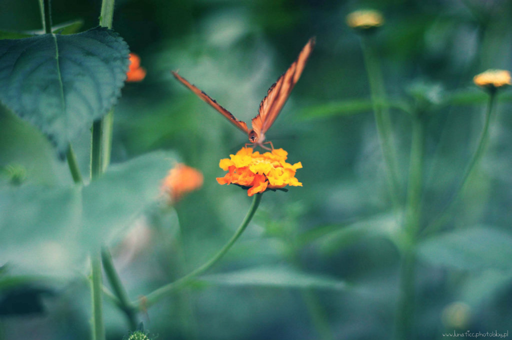 Butterfly XII