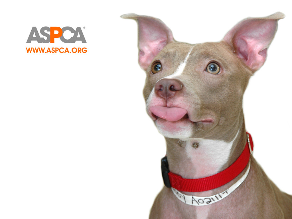 ASPCA