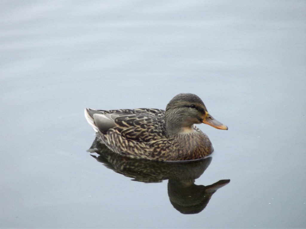 DUCK :)