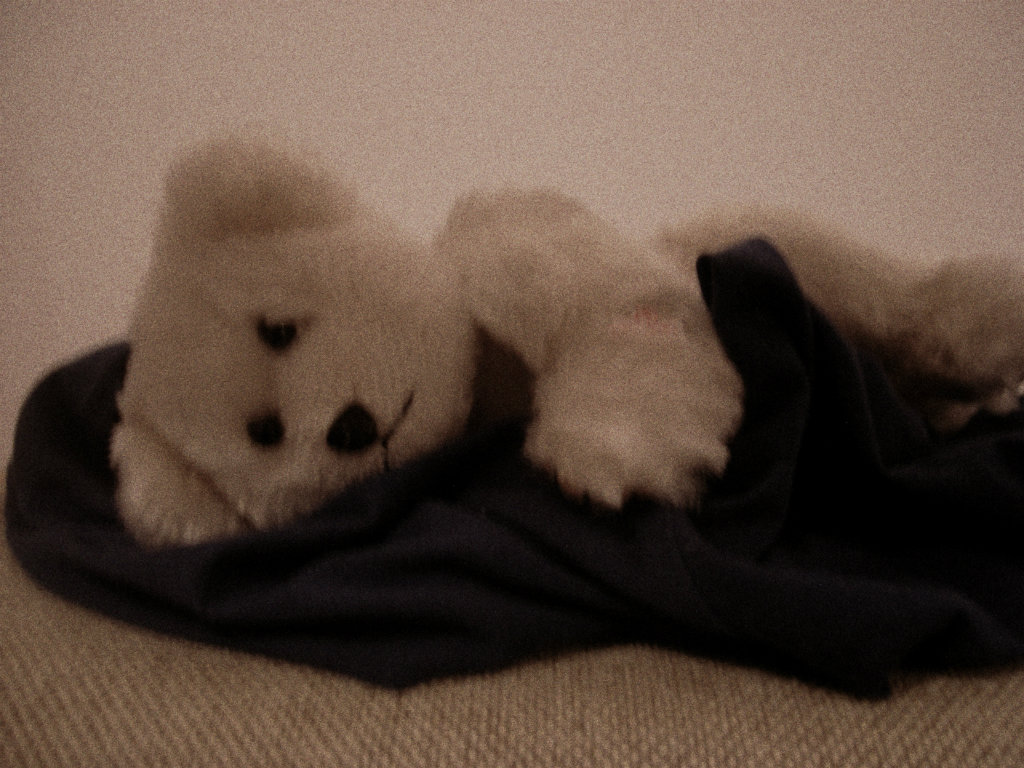 Sad bear.
