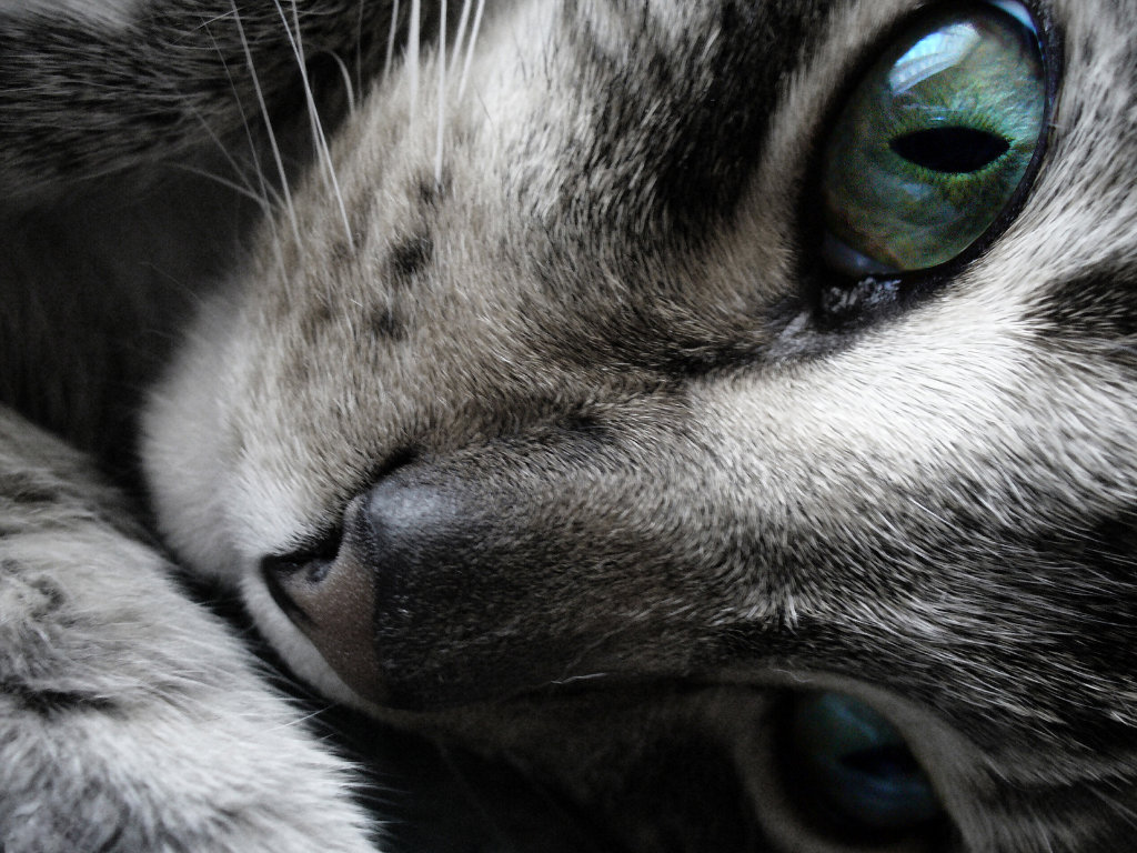 =^.^=