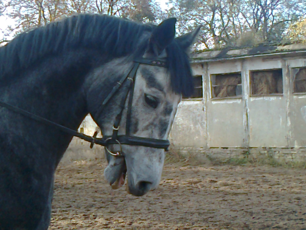 Megarooon;*