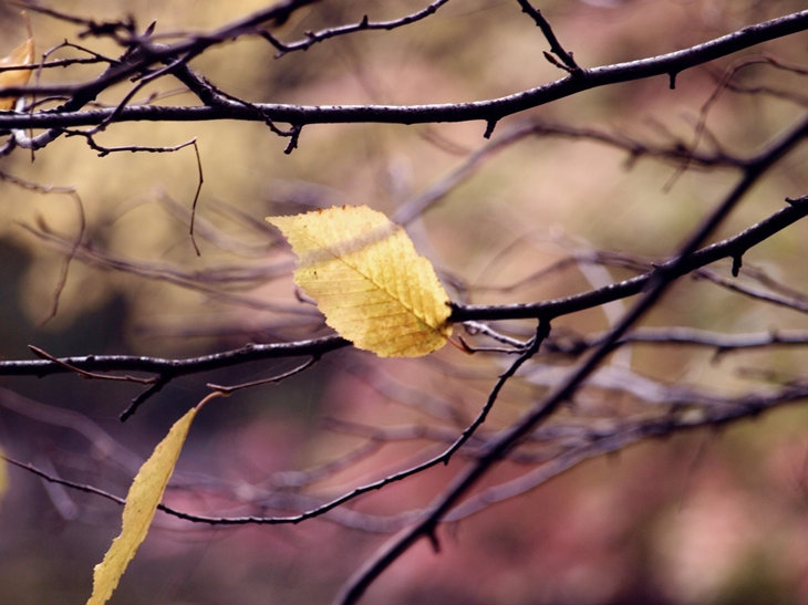 Leaf