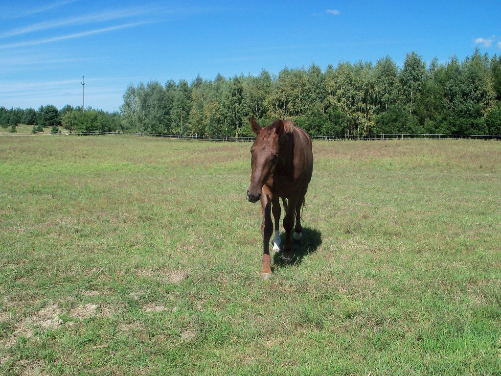 Wagnerek !