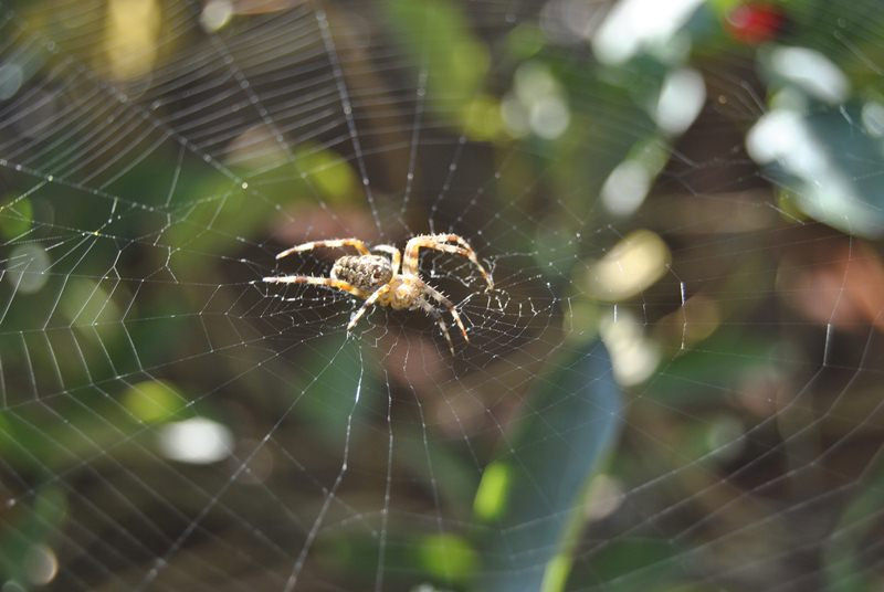 spider..