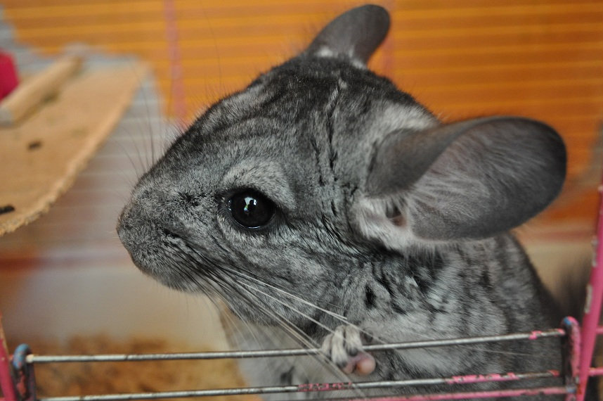 Bobek:**