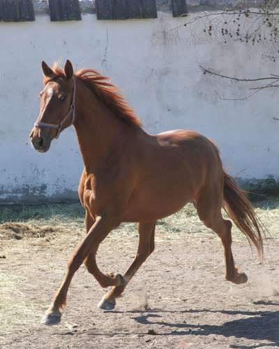 Duka ;**