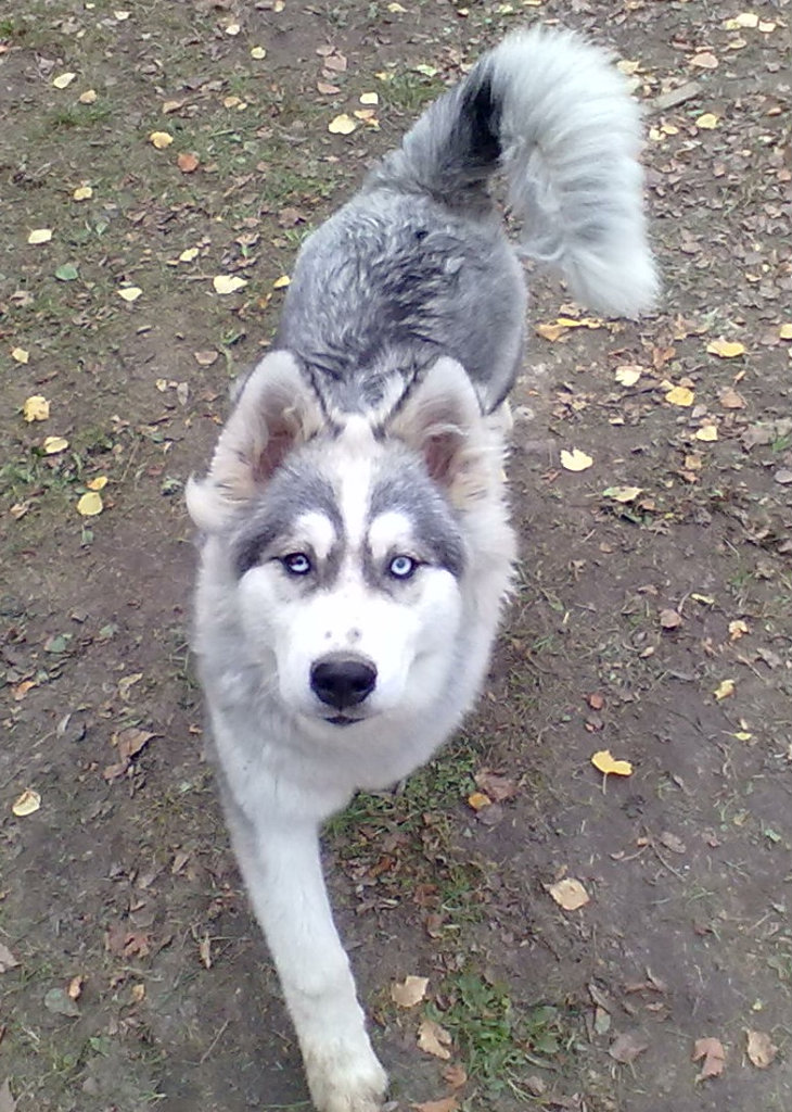 Hasu 